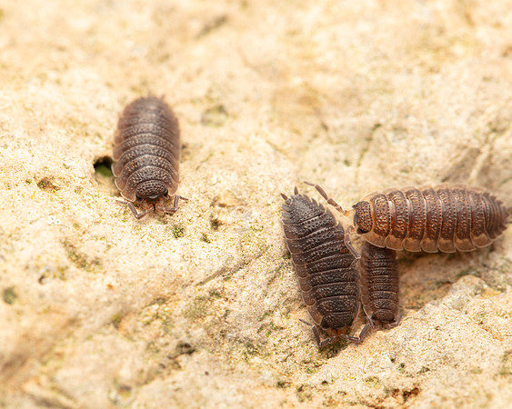 16. Woodlouse group