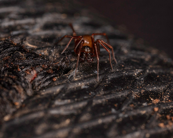 070. Spider no ID 1A 17OCT26 copy