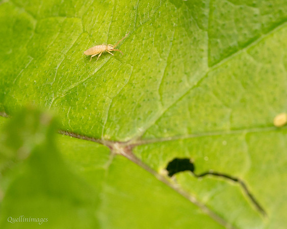 037. Springtail 1 Gov. Hse. 19OCT24