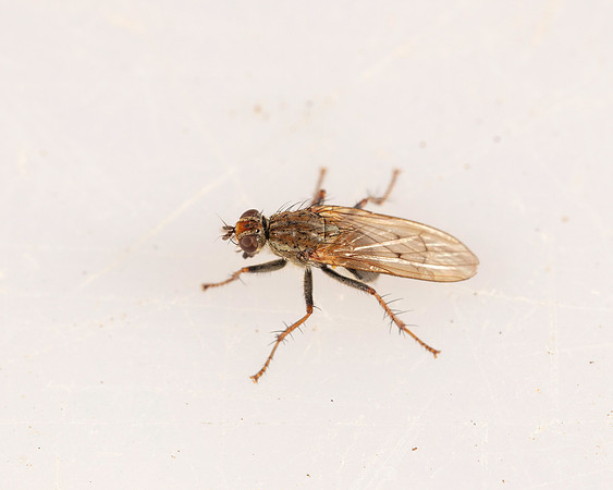 051. Fly no ID 1A 17OCT26 copy