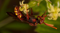 Nomada, possibly flava