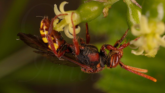 Nomada, possibly flava