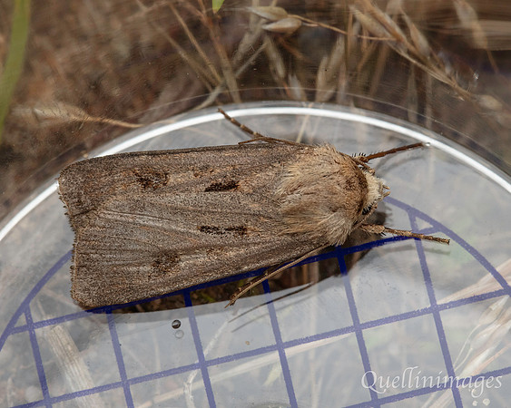 Moth not known 1 01 POA 15JUN25
