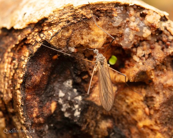 003. Crane Fly Gov. Hse. 19OCT24