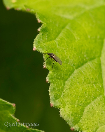 035. V small fly Gov. Hse. 19OCT24