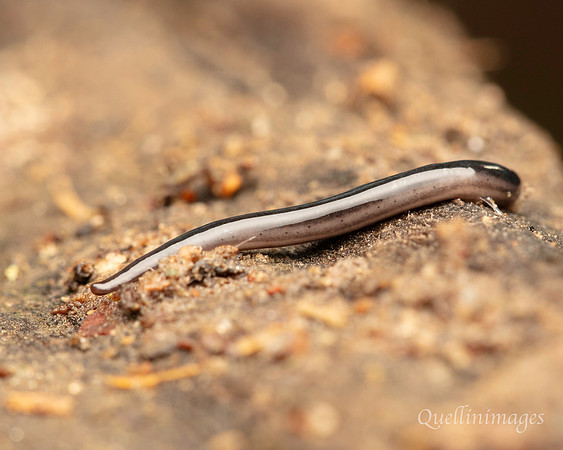 075. Flatworm Gov. Hse. 19OCT24