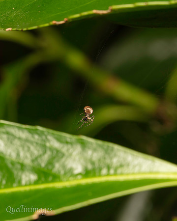 017. Spider preparing dinner Gov. Hse. 19OCT24