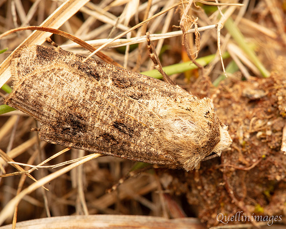 Moth not known 5 02 POA 15JUN25