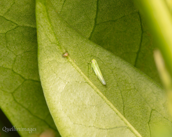 030. Leaf hopper type Gov. Hse. 19OCT24