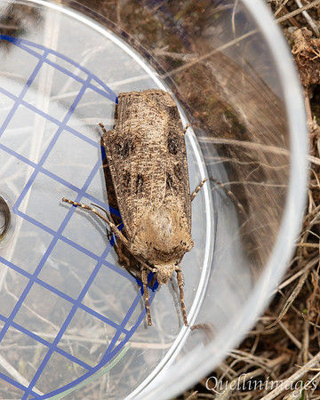 Moth not known 5 01 POA 15JUN25