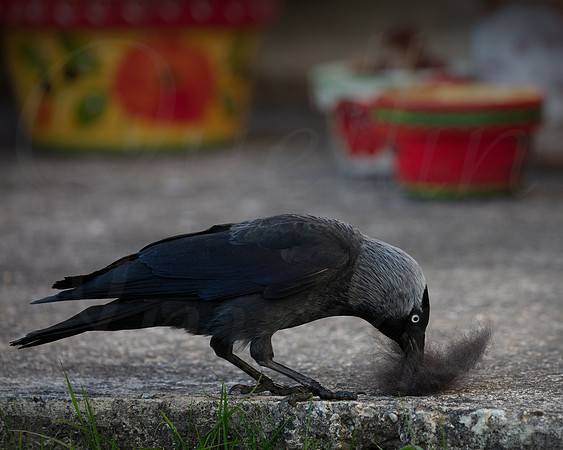 Jackdaw after dog hair