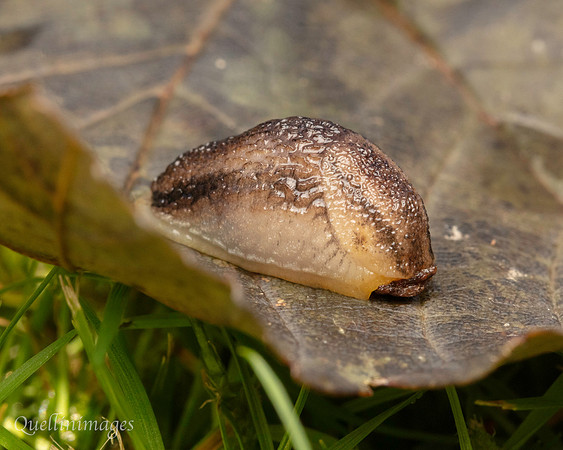 018. Tawny soil slug Arion owenii 19OCT24