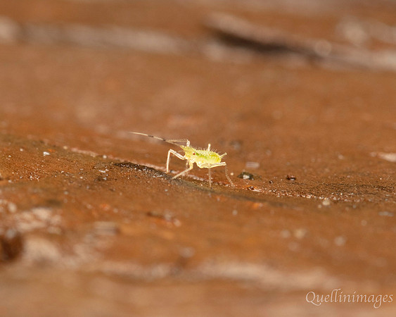 076. Aphid type Gov. Hse. 19OCT24