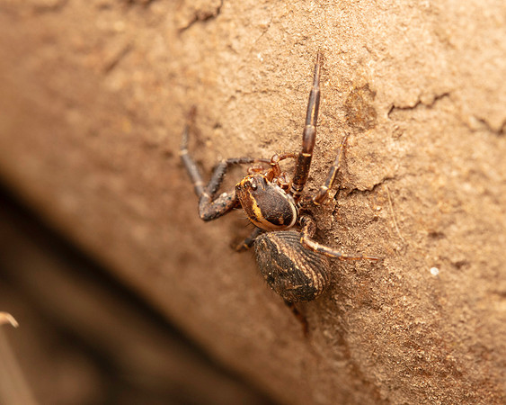 Crab Spider 1 18AUG24