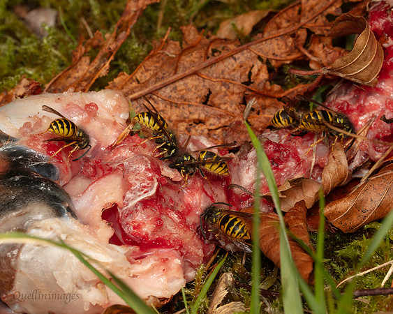 013. Paravespula vulgaris. 19OCT24