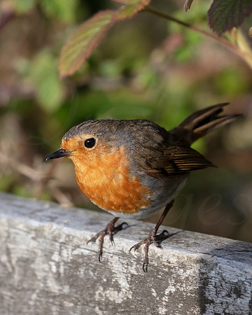 Robin