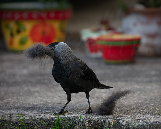 WN 00043 Jackdaw after fur 2