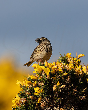 Meadow Pipit with flies