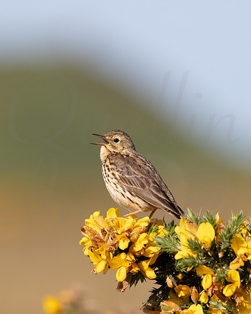 Pipit in full voice 1