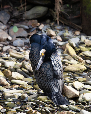 Sleeping Cormorant