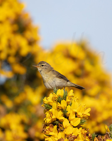 Willow Warbler singing