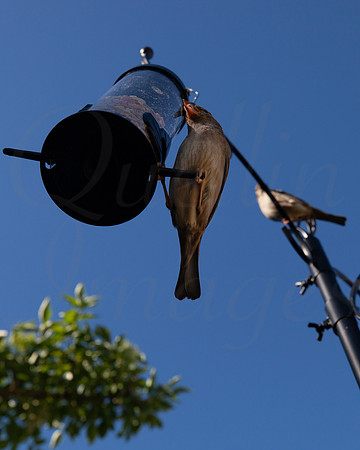 Sparrow on the feeder 3