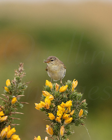 Willow warbler with breakfast