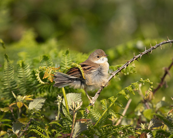 Whitethroat wrapped in bracken
