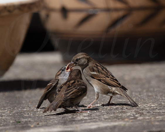 Sparrow feeding young garden