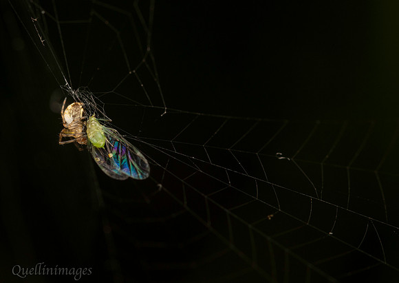 007. Caught by a spider 21SEP24