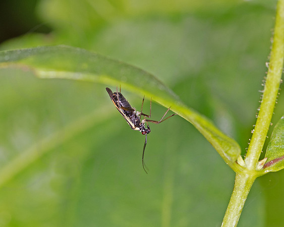 Grypocoris stysi