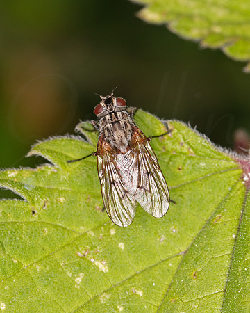 Flesh fly