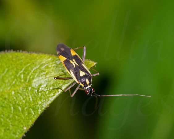 Grypocoris stysi 2
