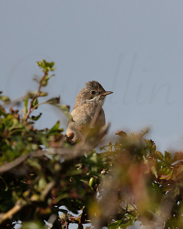 White Throat on guard
