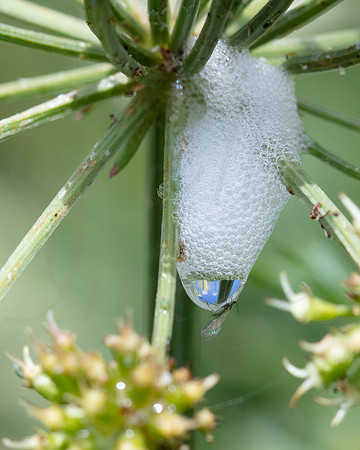 Cuckoospit Froghoppers and flies 3