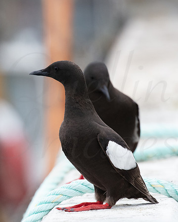 Black Guilemots on quayside