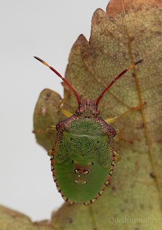 013. Shield bug 1 21SEP24