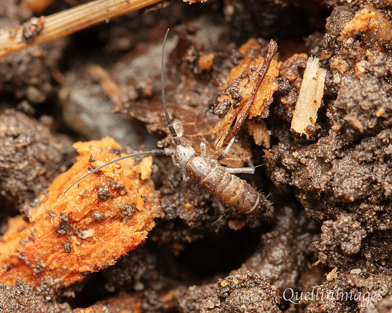 072. Springtail 4 Gov. Hse. 19OCT24