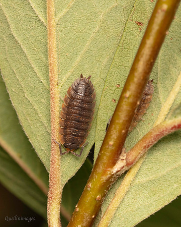 027. Woodlouse x 2 Gov. Hse. 19OCT24