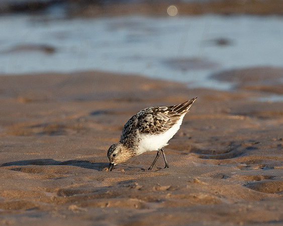Little Stint