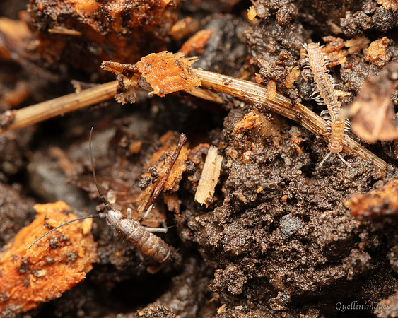 073. Springtail 4 and Centipede Gov. Hse. 19OCT24