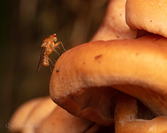 058. Fly on fungus Gov. Hse. 19OCT24