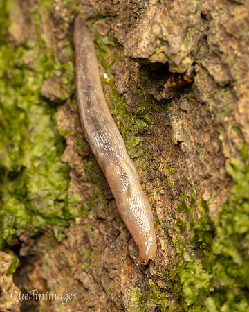 015. Tree slug Lehmannia marginata 19OCT24