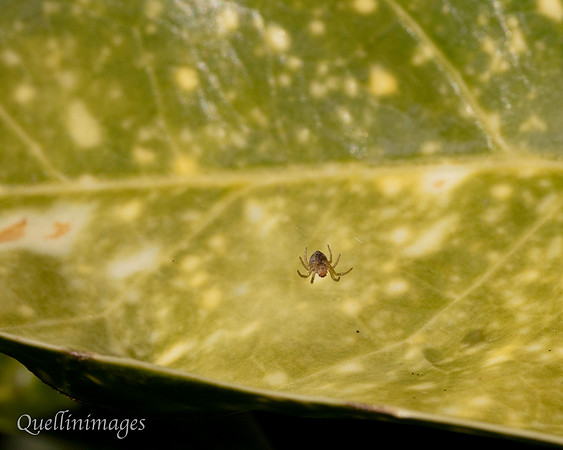 023. Spider v small Gov. Hse. 19OCT24