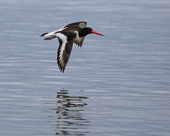 Oystercatcher in Flight