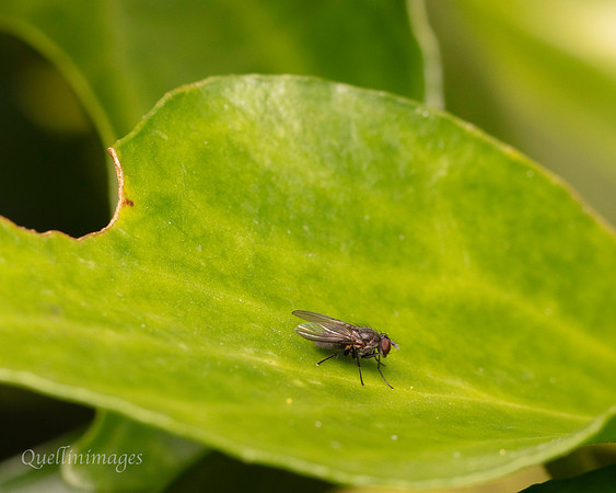 082. Fly Gov. Hse. 19OCT24