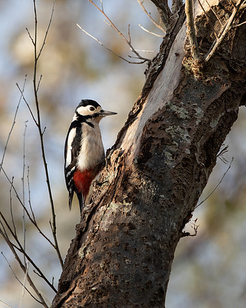 Woodpecker