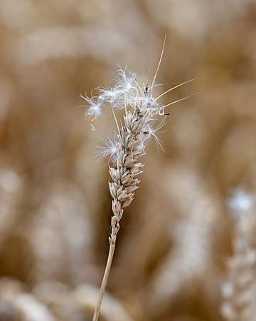 Wheat and seeds 1