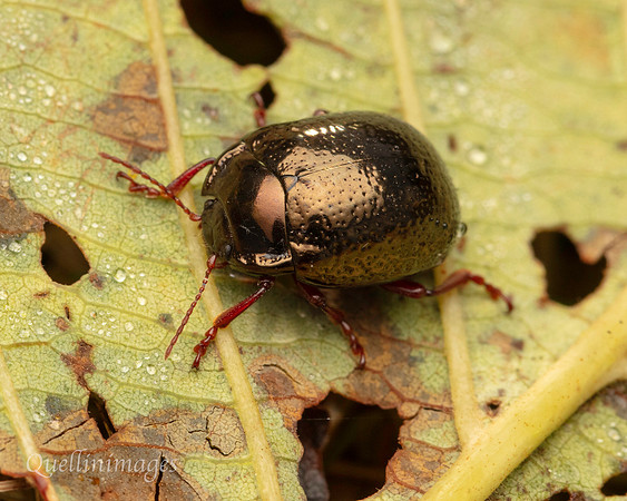 044. Leaf Beetle Gov. Hse. 19OCT24