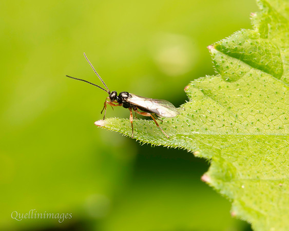 041. V small wasp Gov. Hse. 19OCT24